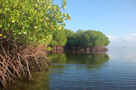 mangrove tour lembongan